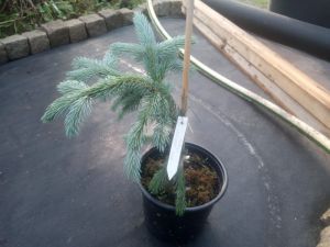 Picea engelmanni 'Glauca' - smrk Engelmanův