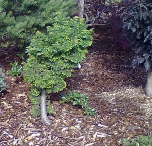 Ulmus elegantissima ´Jacqueline Hillier´ - jilm elegantní