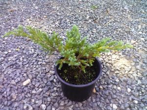 Juniperus squamata ´Blue Carpeth´ - jalovec šupinatý, stěsnaný