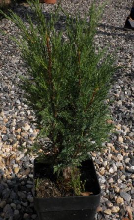 Juniperus sabina 'Buffalo' - jalovec chvojka