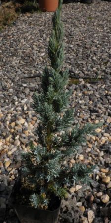 Juniperus squamata 'Meyerii' - jalovec stěsnaný