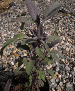 Salvia officinalis 'Purpurea' - šalvěj lékařská
