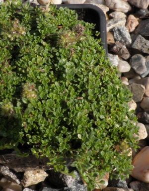 Thymus serphyllum - mateřídouška úzkolistá