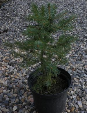 Picea omorika  - smrk Pančičův