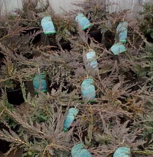 Juniperus horizontalis Douglasii - jalovec vodorovný