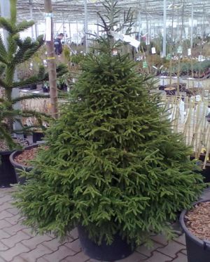 Picea orientalis - smrk východní 