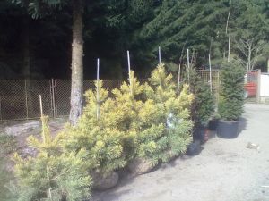 Pinus sylvestris 'Aurea' - borovice lesní