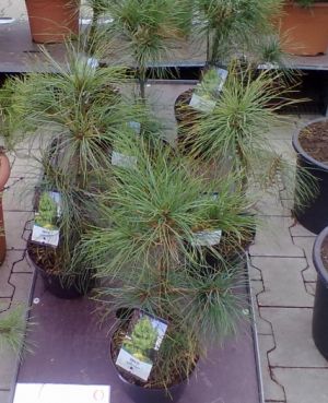 Pinus wallichiana - borovice Walichova