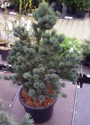 Pinus parviflora 'Negishi' - borovice malokvětá