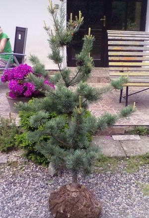 Pinus parviflora 'Tempelhof' - borovice malokvětá