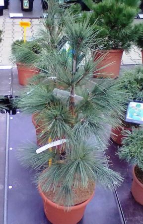 Pinus strobus 'Densa' - borovice vejmutovka