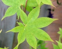 Acer palmatum ´Heptalobum´ - javor dlanitolistý 