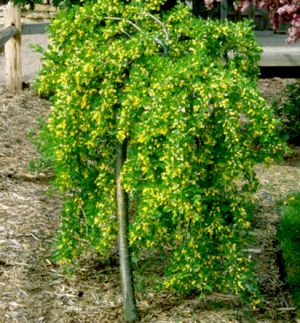 Caragana arborescens ´Pendula´ - čimišník ozdobný, stromový