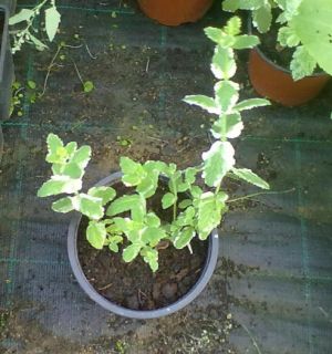 Mentha rotundifolia 'Variegata' - máta huňatá