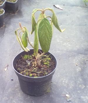 Viburnum rhytidophyllum - kalina vrásčitolistá