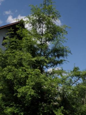 Metasequoia glyptostroboides - metasekvoje čínská