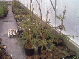 Picea pungens 'Virgata' - smrk pichlavý 