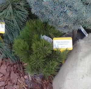 Pinus leucodermis ´Compact Gem´ - borovice bělokorá