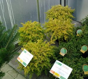 Juniperus conferta All gold - jalovec pobřežní