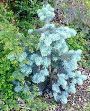 Picea pungens ´Koster´ - smrk pichlavý