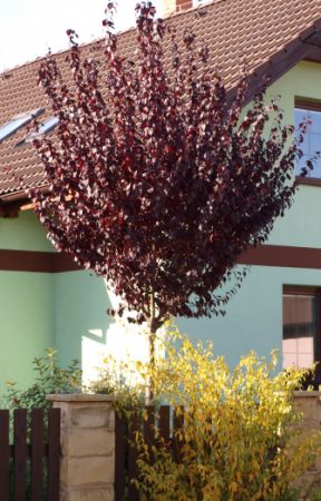 Prunus cerasifera ´Nigra´ - myrobalán červenolistý