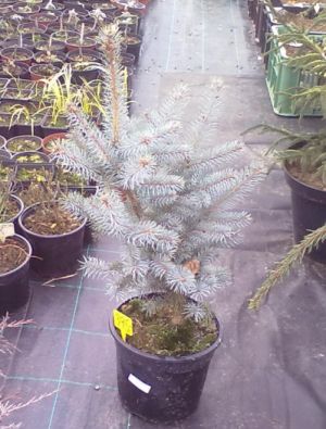 Picea pungens ´Edith´ - smrk pichlavý