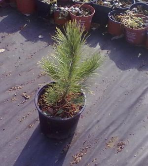 Pinus cembra - borovice limba