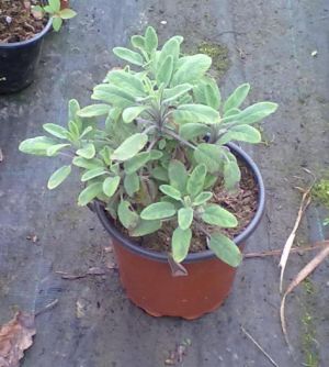 Salvia officinalis "Variegata" - šalvěj lékařská