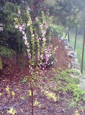 Prunus triloba - Mandloň trojlaločná