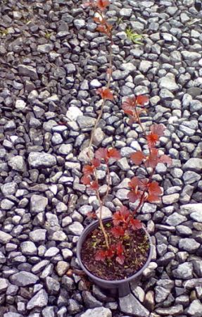Physocarpus opulifolius 'Schuch' - tavola kalinolistá