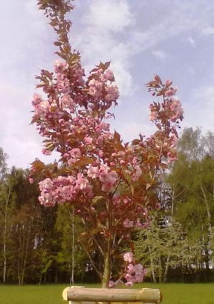 Prunus serrulata 'Kanzan' - višeň pilovitá