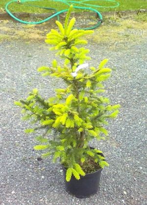 Picea omorika ´Aurea´ - smrk Pančičův, omorika