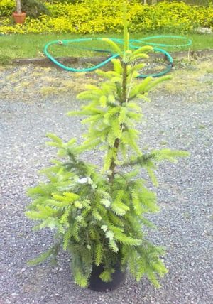 Picea omorika ´Pendula´ - smrk omorika, Pančičův