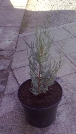 Juniperus scopulorum ´Boomer´ jalovec skalní