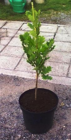 Quercus robur 'Fastigiate Koster' - dub letní 