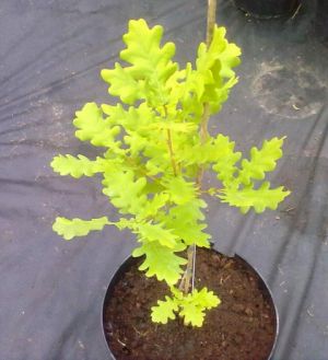Quercus robur 'Concordia' - dub letní