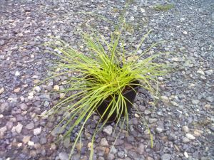 Carex montana 'Raureif' - ostřice horská