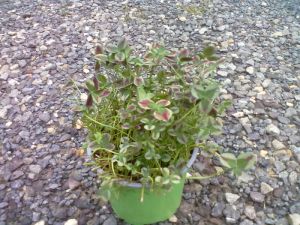 Trifolium repens - jetel plazivý (panašovaný druh)