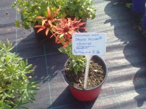 Echinacea purpupea 'Orange Passion' - třapatka nachová