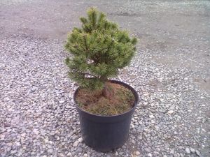 Pinus mugo ´Minikip´ - borovice kleč 
