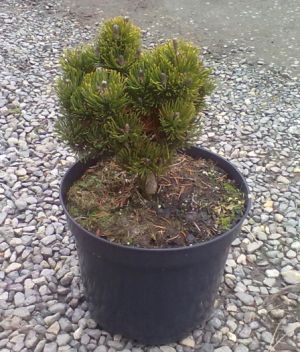 Pinus mugo ´Picobello´ - borovice kleč