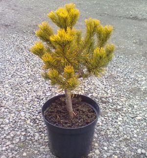 Pinus mugo 'Carsten' - borovice kleč