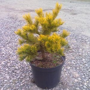 Pinus mugo ´Laarheide´ - borovice kleč