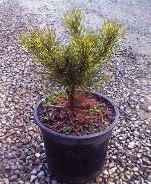 Pinus mugo 'Sunshine' - borovice kleč