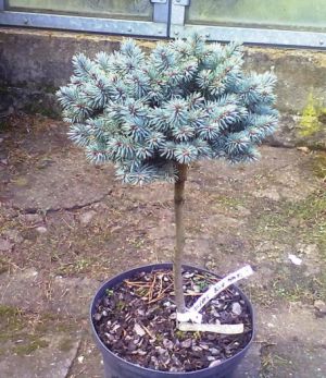 Picea pungens ´Blue Pearl´ - smrk pichlavý 