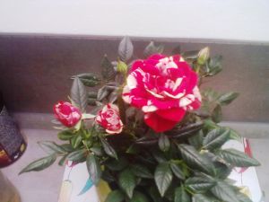 Rosa Parade ® 'Gigi' - hrnková růže