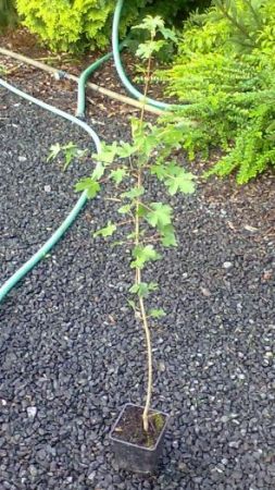 Acer campestre - javor babyka