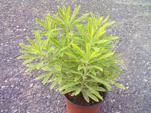 Euphorbia x martinii 'Ascot Rainbow' - Pryšec mandloňovitý 