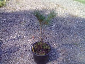 Pinus parviflora 'Glauca' - borovice malokvětá