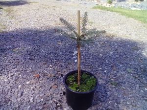 Picea abies ´Nidiformis´ - smrk ztepilý KMÍNEK